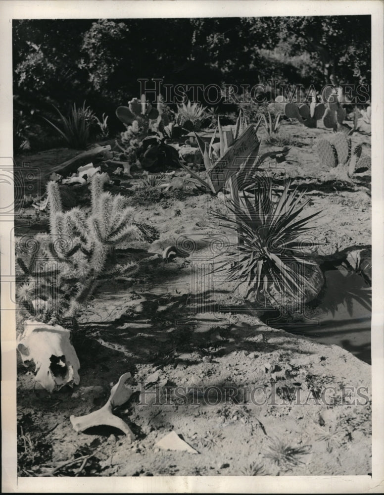 1940 Press Photo A cactus garden planted by Anderson named Pizen Spring