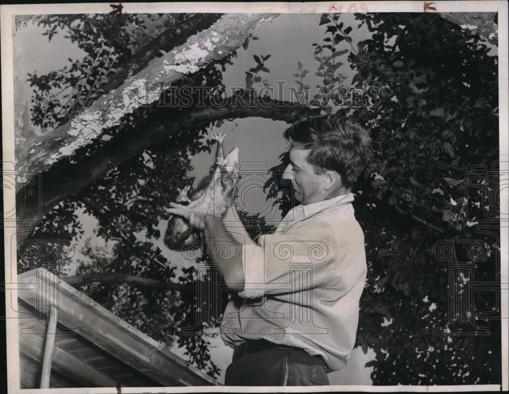 1939 Press Photo Lawrence Bradford Expert Opossum Keeper Examines Opossum