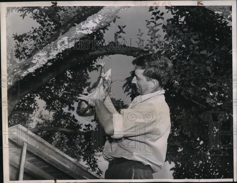 Load image into Gallery viewer, 1939 Press Photo Lawrence Bradford Expert Opossum Keeper Examines Opossum
