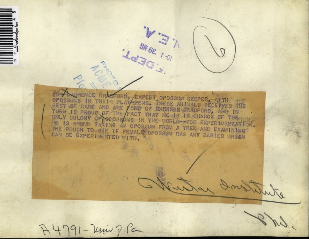 1939 Press Photo Lawrence Bradford Expert Opossum Keeper Examines Opossum