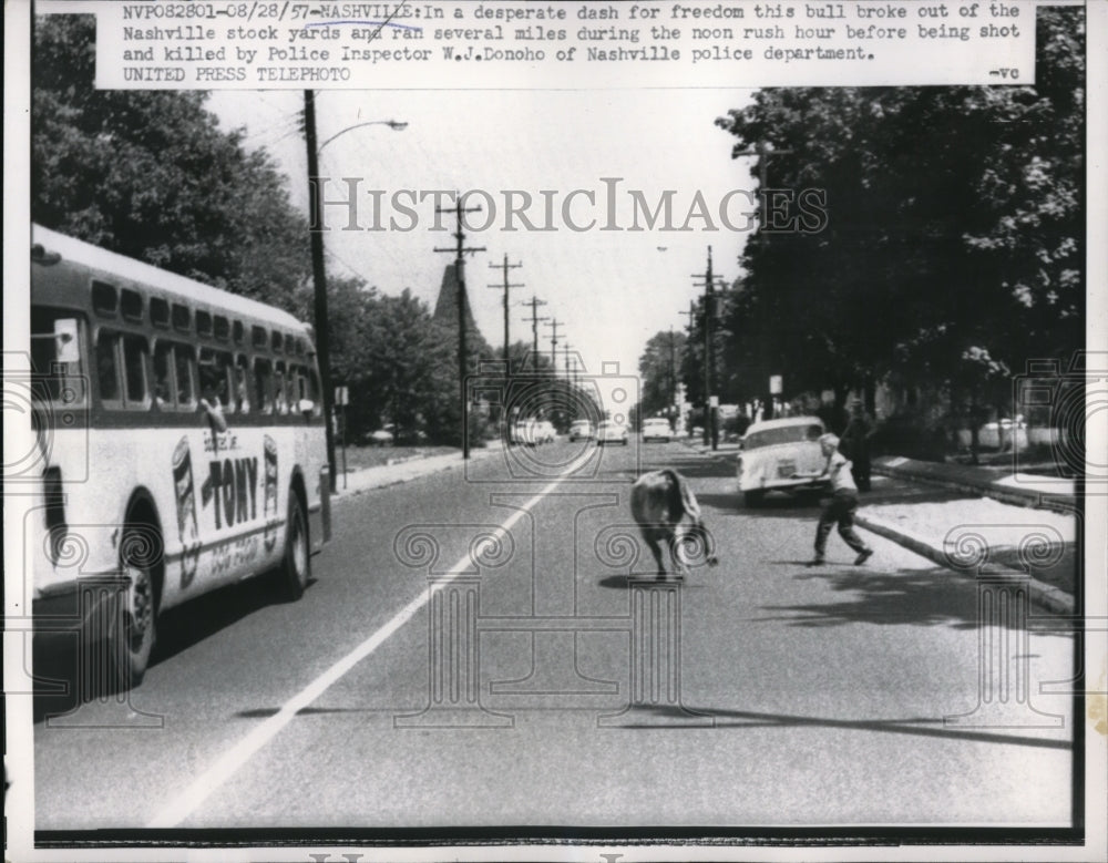 1957 Press Photo Nashville TN bull escaped from stockyards & chased by cops