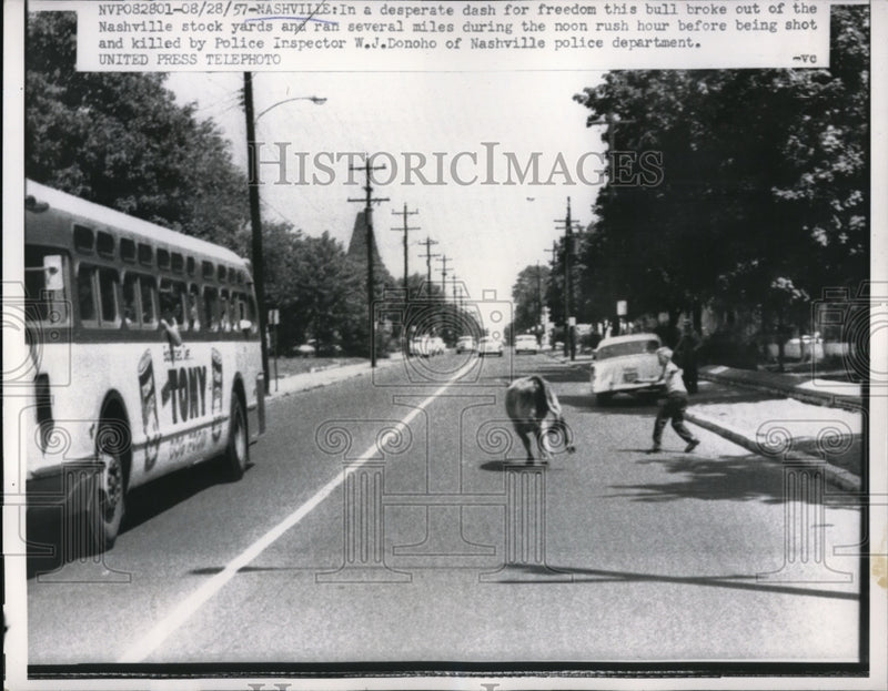 Load image into Gallery viewer, 1957 Press Photo Nashville TN bull escaped from stockyards &amp; chased by cops
