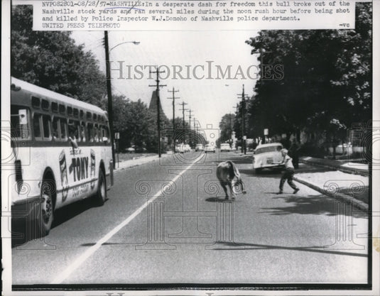 1957 Press Photo Nashville TN bull escaped from stockyards & chased by cops