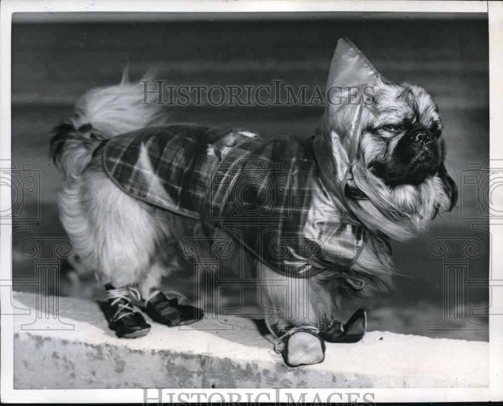 1952 Press Photo Pekingese Dog from Detroit in Coat and Shoes at Miami Beach