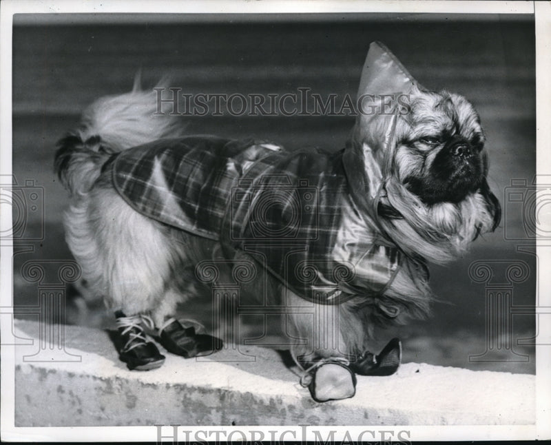 Load image into Gallery viewer, 1952 Press Photo Pekingese Dog from Detroit in Coat and Shoes at Miami Beach
