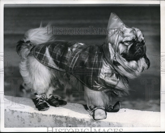 1952 Press Photo Pekingese Dog from Detroit in Coat and Shoes at Miami Beach