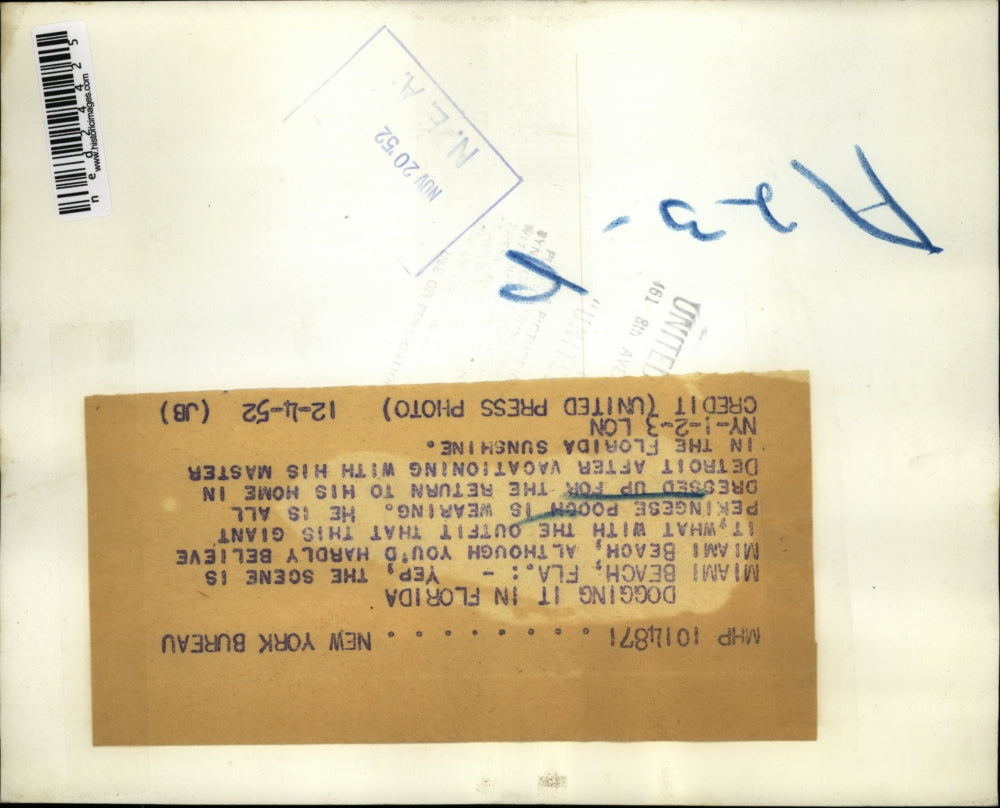 1952 Press Photo Pekingese Dog from Detroit in Coat and Shoes at Miami Beach