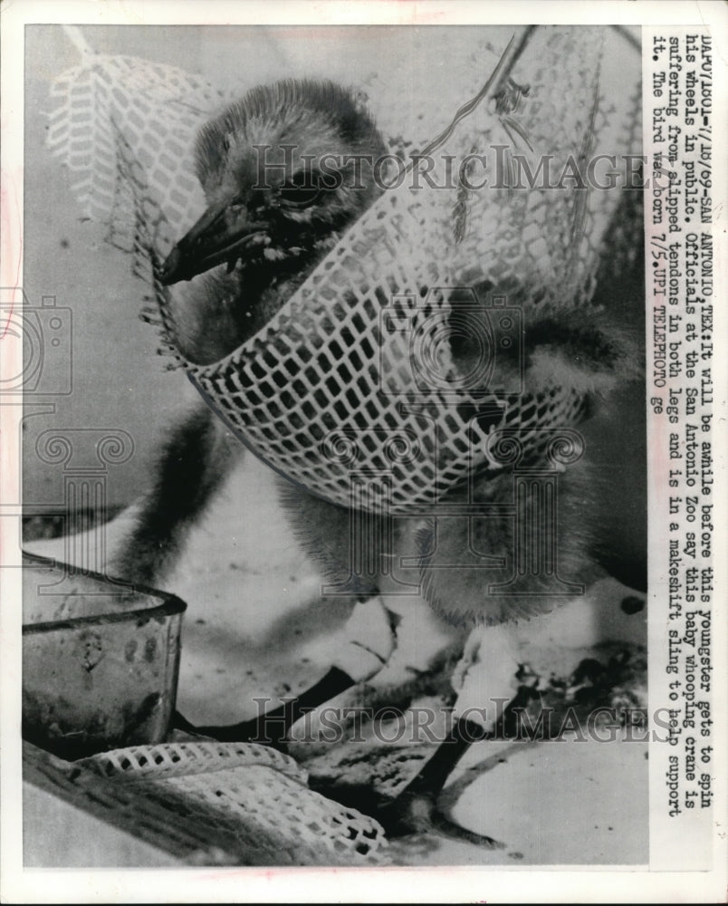 1969 Press Photo San Antoinio Texas officials at zoo say this baby whooping