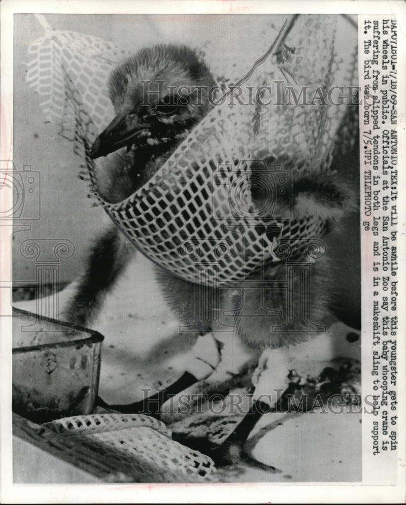 Load image into Gallery viewer, 1969 Press Photo San Antoinio Texas officials at zoo say this baby whooping
