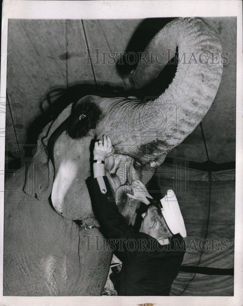 1950 Press Photo Tribly, Circus Elephant, With Trainer, Frank Noel After 5-pound