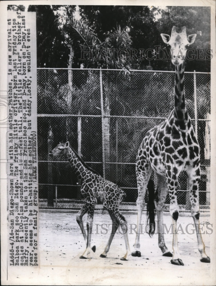1946 Press Photo San Diego Shown with his mother Patches is new