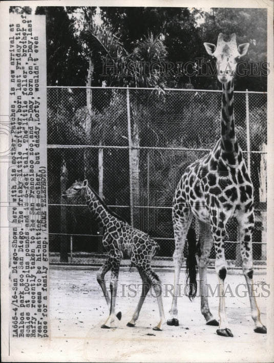 1946 Press Photo San Diego Shown with his mother Patches is new