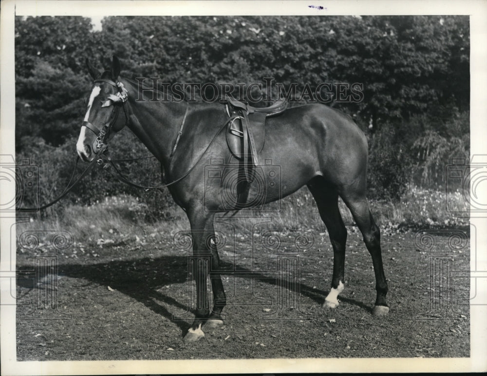 1937 Press Photo Topper Wins Novice Ponies Class at Meadow Brook Club, Westbury,