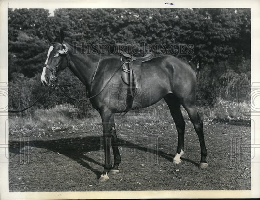 1937 Press Photo Topper Wins Novice Ponies Class at Meadow Brook Club, Westbury,