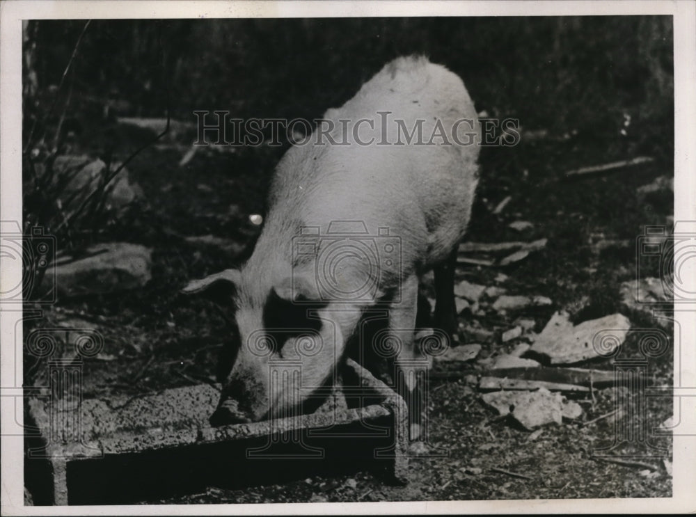 1937 Press Photo Hog Owned By Ellery Shufelt Family Living near Albany New York.