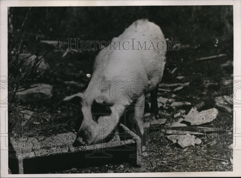 Load image into Gallery viewer, 1937 Press Photo Hog Owned By Ellery Shufelt Family Living near Albany New York.
