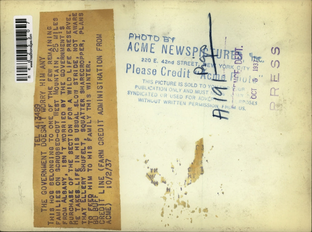 1937 Press Photo Hog Owned By Ellery Shufelt Family Living near Albany New York.