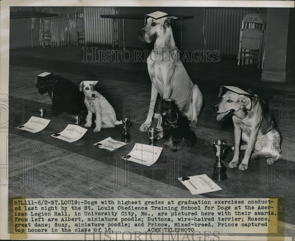 1950 Press Photo Dogs With Highest Grades At Graduation