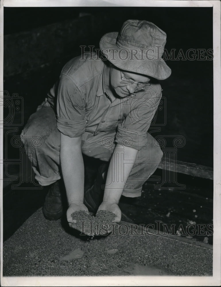 1947 Press Photo James Bonesteel Examines 500 Tons Of Lead Shotgun Pellets