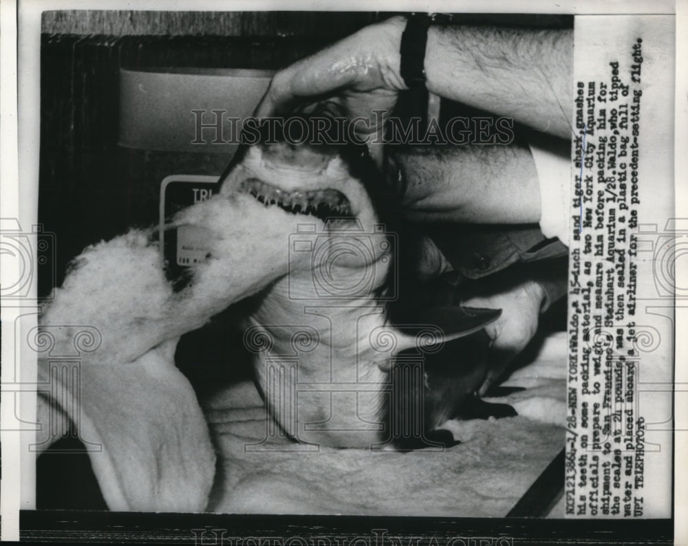 1960 Press Photo Waldo, 45-inch Sand Tiger Shark, gnaws on packing material