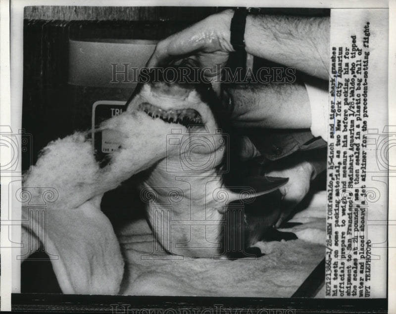 Load image into Gallery viewer, 1960 Press Photo Waldo, 45-inch Sand Tiger Shark, gnaws on packing material
