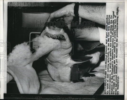 1960 Press Photo Waldo, 45-inch Sand Tiger Shark, gnaws on packing material