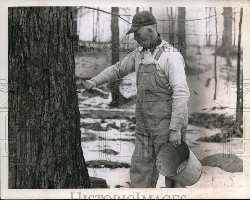 1943 Press Photo Oliver Jenkins at Will Doreen Tree farm tapping a tree for sap