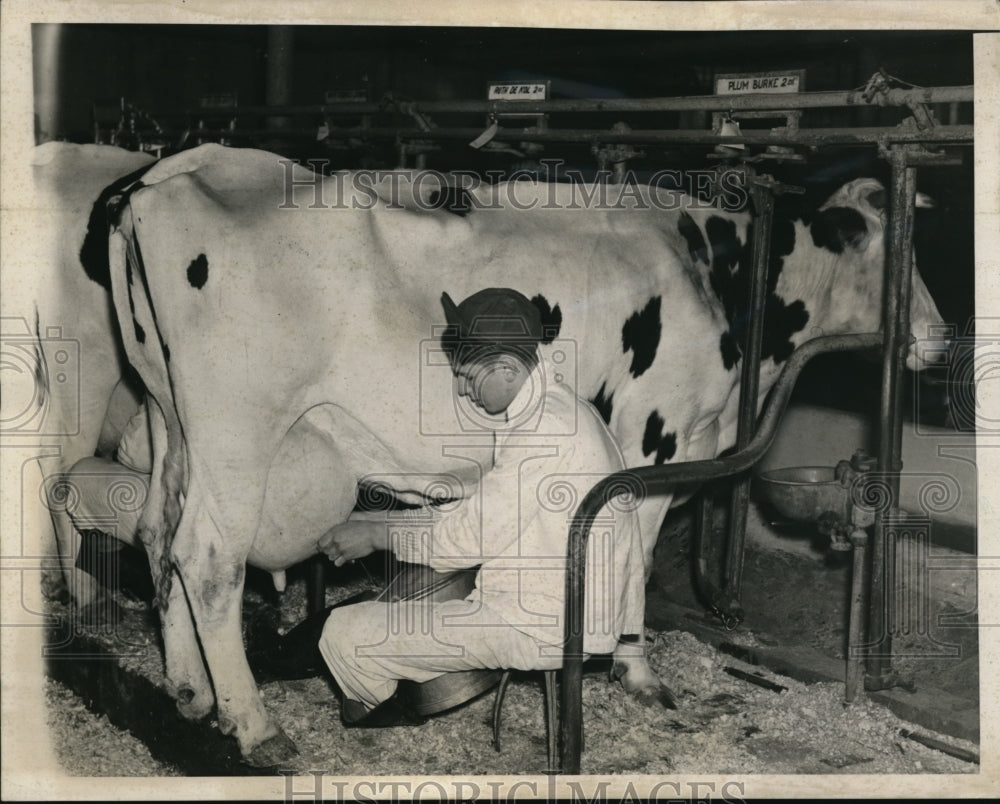 1939 Press Photo Two million Schmidt, student, giving exhibit how to milk a cow.