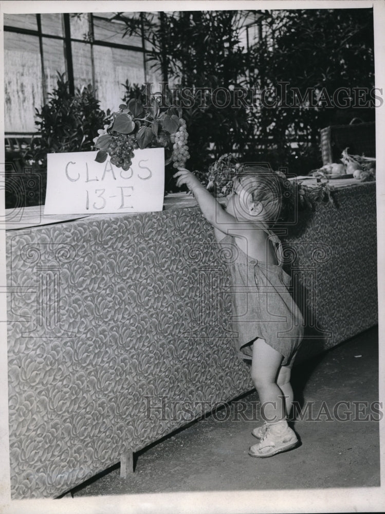 Load image into Gallery viewer, 1947 Press Photo Chicago 2 year old Irving Robinson helps himself to some grapes
