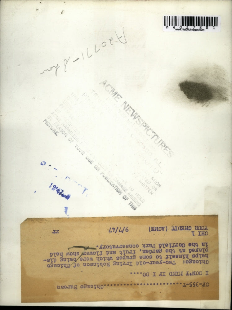 1947 Press Photo Chicago 2 year old Irving Robinson helps himself to some grapes