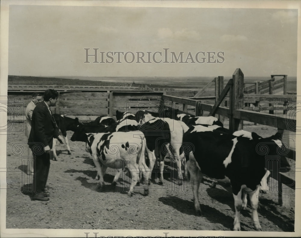 1940 Press Photo Photo shows Wendell L Willkie looking over a herd of purebred