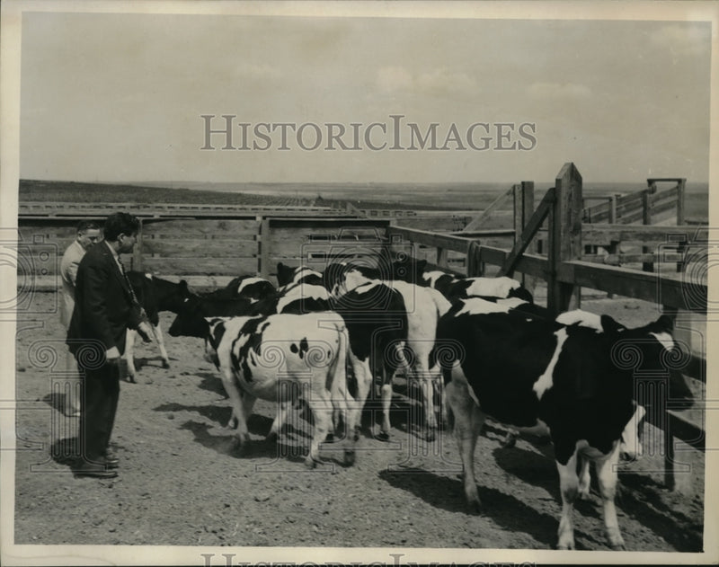 Load image into Gallery viewer, 1940 Press Photo Photo shows Wendell L Willkie looking over a herd of purebred
