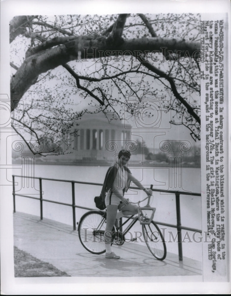1957 Press Photo Sheila McKeown Amongst Spring Cherry Blossoms in Washington D.C