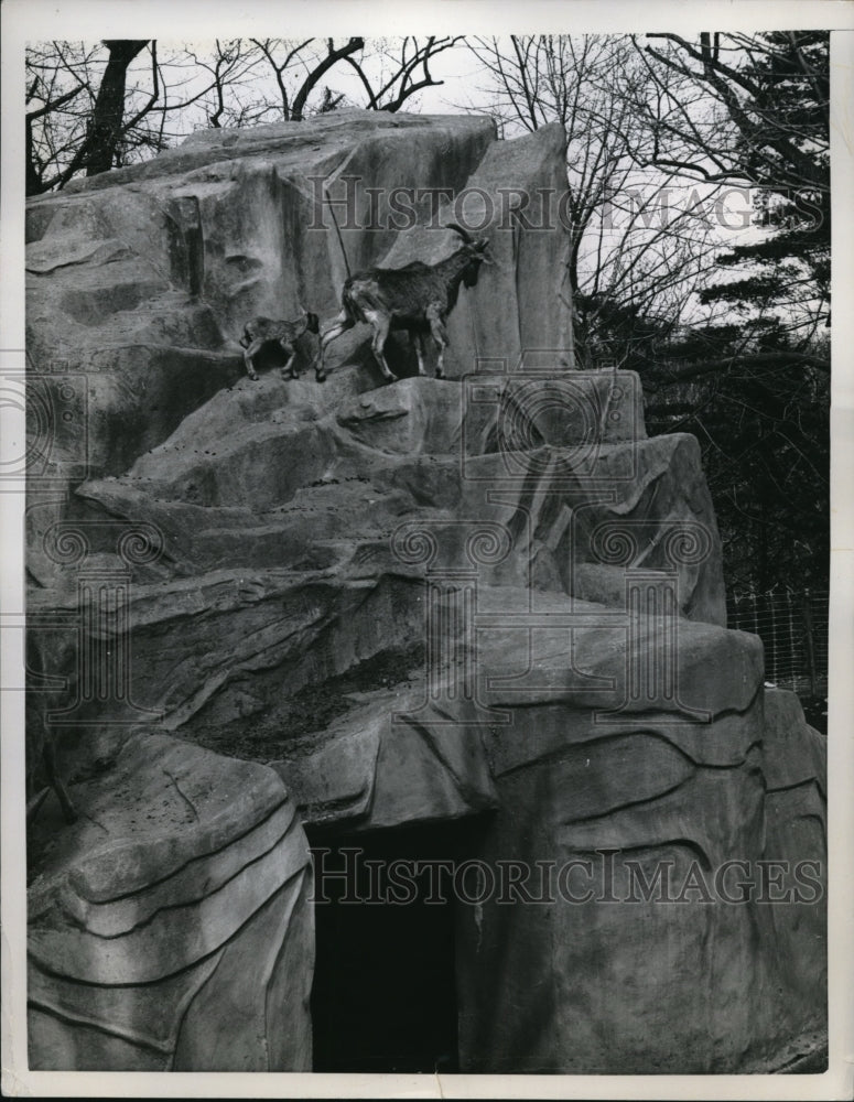 1958 Press Photo Barbary Sheep at the Washington Zoo.