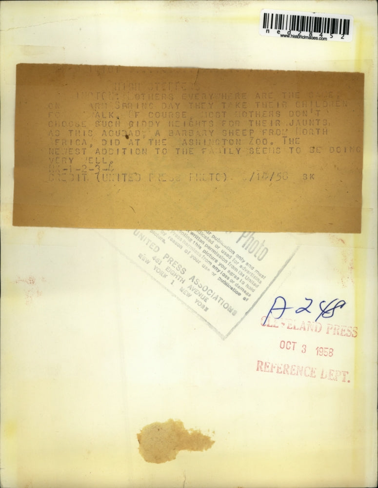 1958 Press Photo Barbary Sheep at the Washington Zoo.