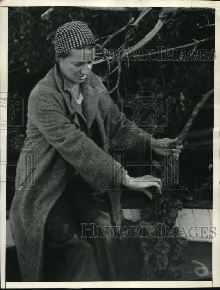 1937 Press Photo Miami Florida Everglades Oysters Branches Tree High Tide