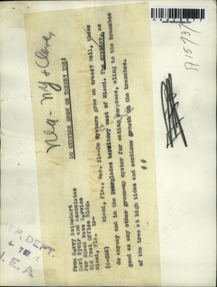 1937 Press Photo Miami Florida Everglades Oysters Branches Tree High Tide