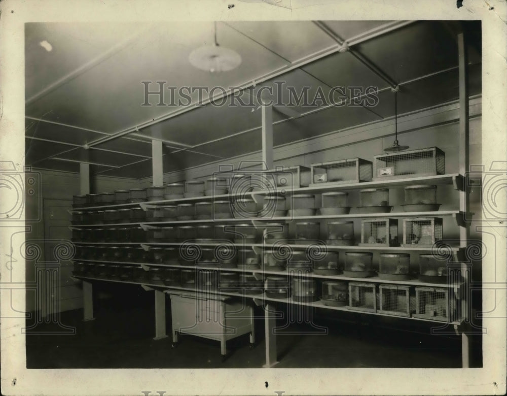 1926 Press Photo Rat pen of American Institute of Baking Laboratory, Chicago.