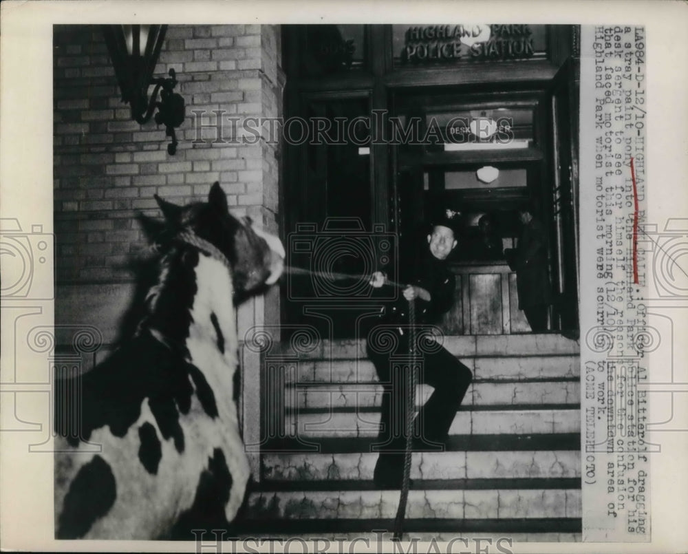 1948 Press Photo Officer Al Bitterolf dragging a stray pony into the station.