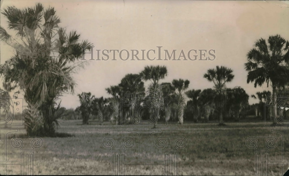 1920 Press Photo Palm trees in Raft Irrigation