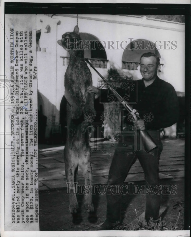 1959 Press Photo Female Mountain Lion Killed at Youth Camp by Cliff Olson