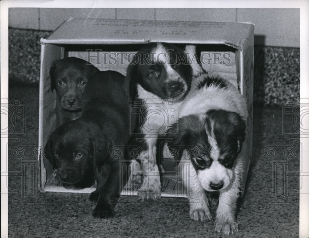 1970 Press Photo Puppies in a box