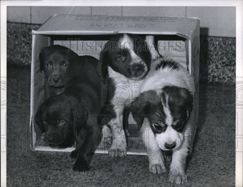 Load image into Gallery viewer, 1970 Press Photo Puppies in a box
