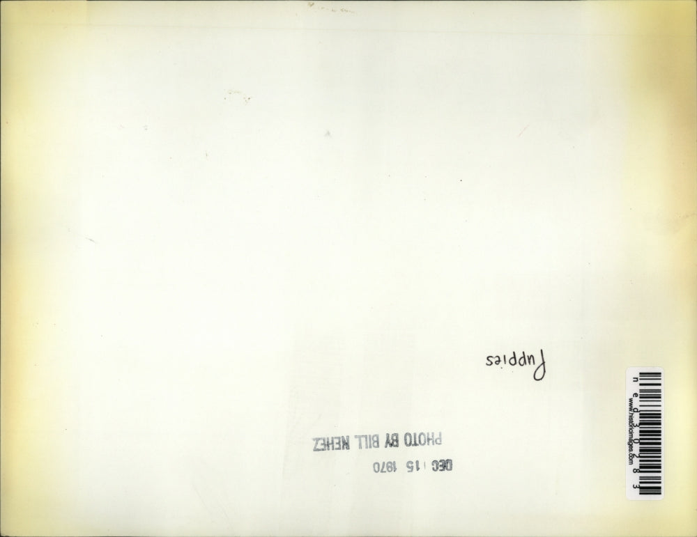 1970 Press Photo Puppies in a box