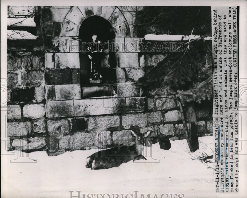 1952 Press Photo Frightened Doe Seeks Refuge Behind St. Francis Monastery