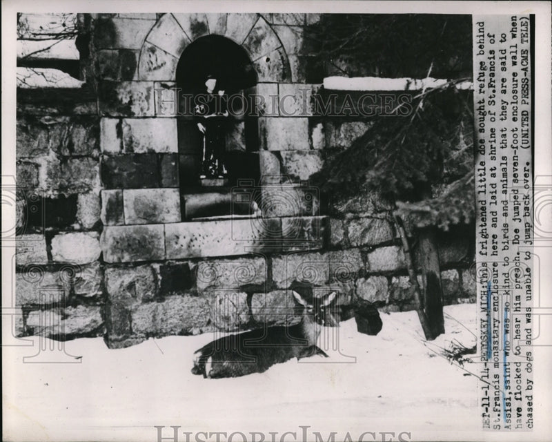 Load image into Gallery viewer, 1952 Press Photo Frightened Doe Seeks Refuge Behind St. Francis Monastery
