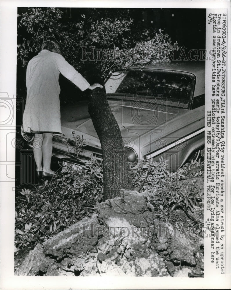 1966 Press Photo St Petersburg FLa resident checks a car struck by uprooted