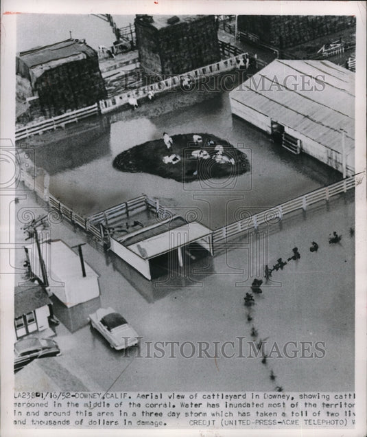 1952 Press Photo Cattle Stranded in Corral During Flood