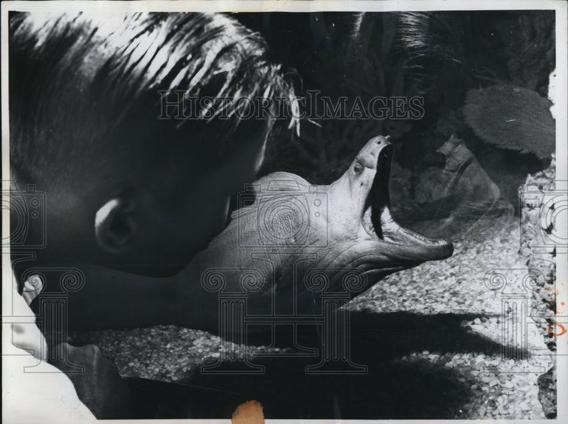 Load image into Gallery viewer, 1960 Press Photo Miami Fla this youngster seems ready to put his head in mouth
