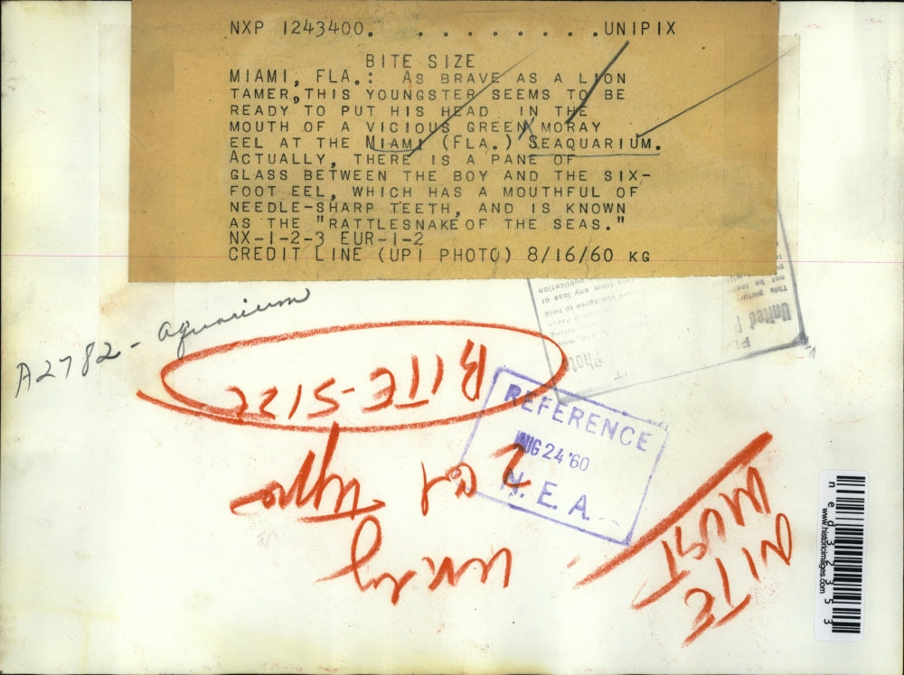 1960 Press Photo Miami Fla this youngster seems ready to put his head in mouth